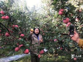 新疆阿克苏与全国采购商签约71亿元农产品