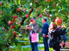 逾200家采购商赴新疆阿克苏特色果品产地购鲜果